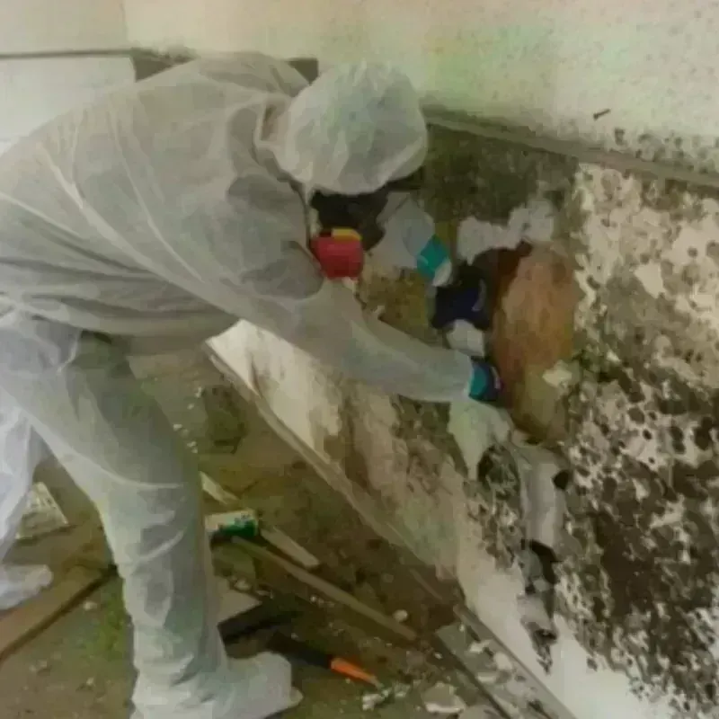 Mold Remediation and Removal in Chatham County, GA